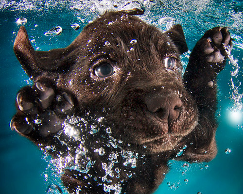 seth casteel snaps underwater puppies making a splash