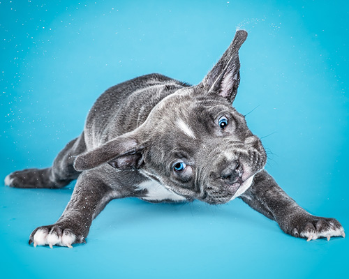 carli davidson captures candid photos of puppies mid-shake