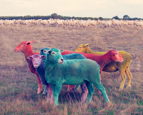 gray malin frames a flock of rainbow-colored sheep for the dream series