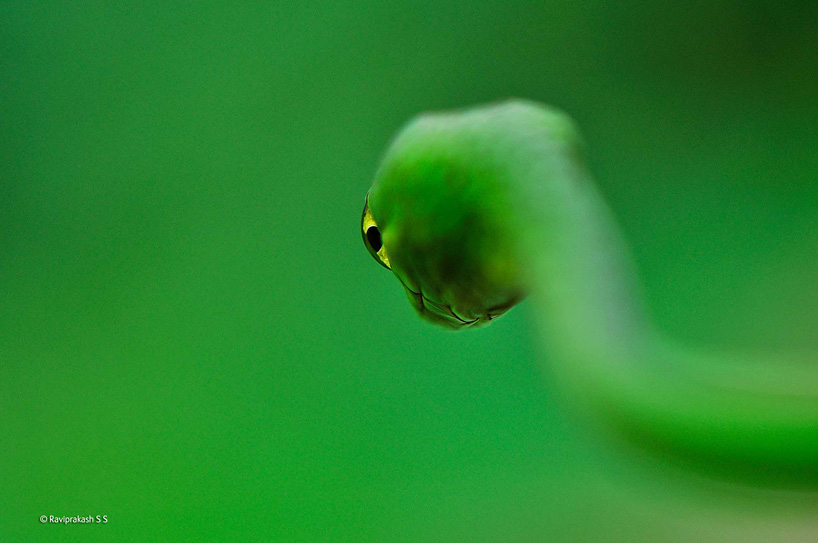 Snake-eyes, Wildlife Photographer of the Year