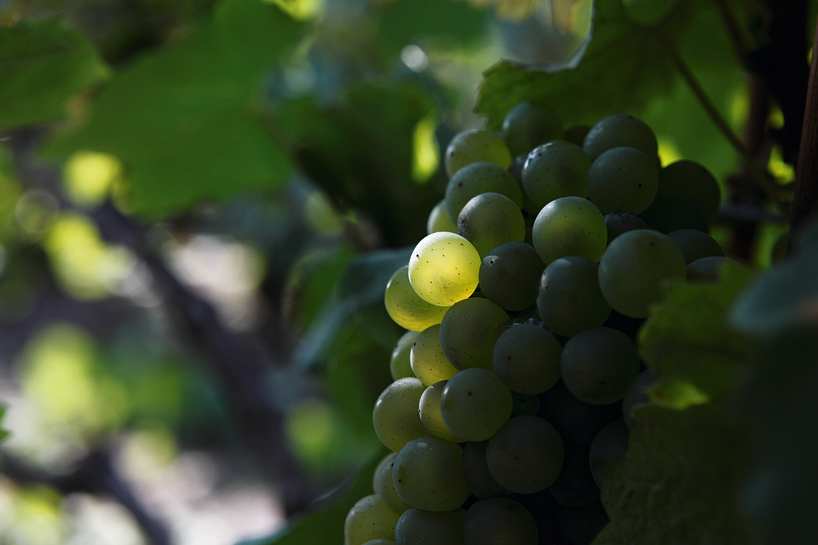philippe starck louis roederer brut nature designboom 