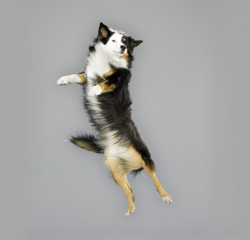 julia christe's freestyle series captures leaping dogs in mid-air