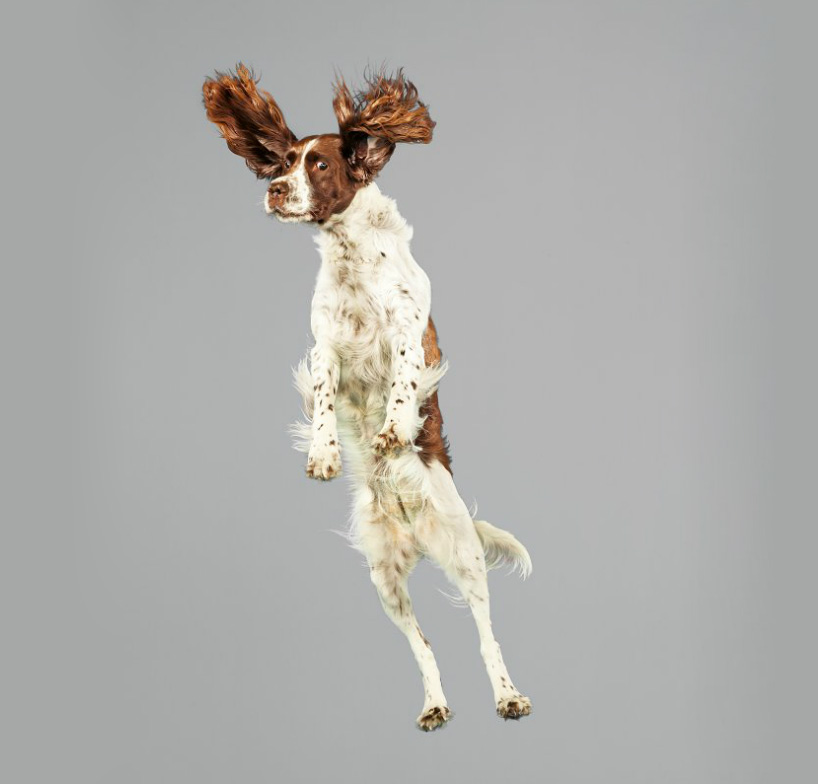 julia christe's freestyle series captures leaping dogs in mid-air