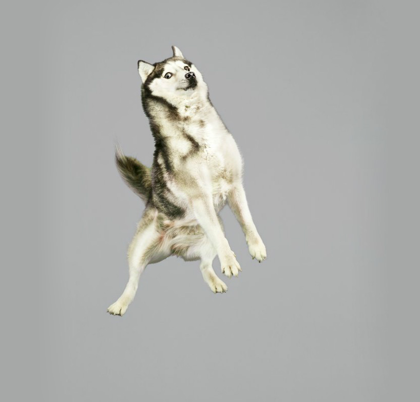 julia christe's freestyle series captures leaping dogs in mid-air