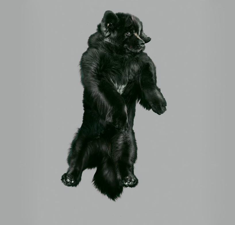 julia christe's freestyle series captures leaping dogs in mid-air