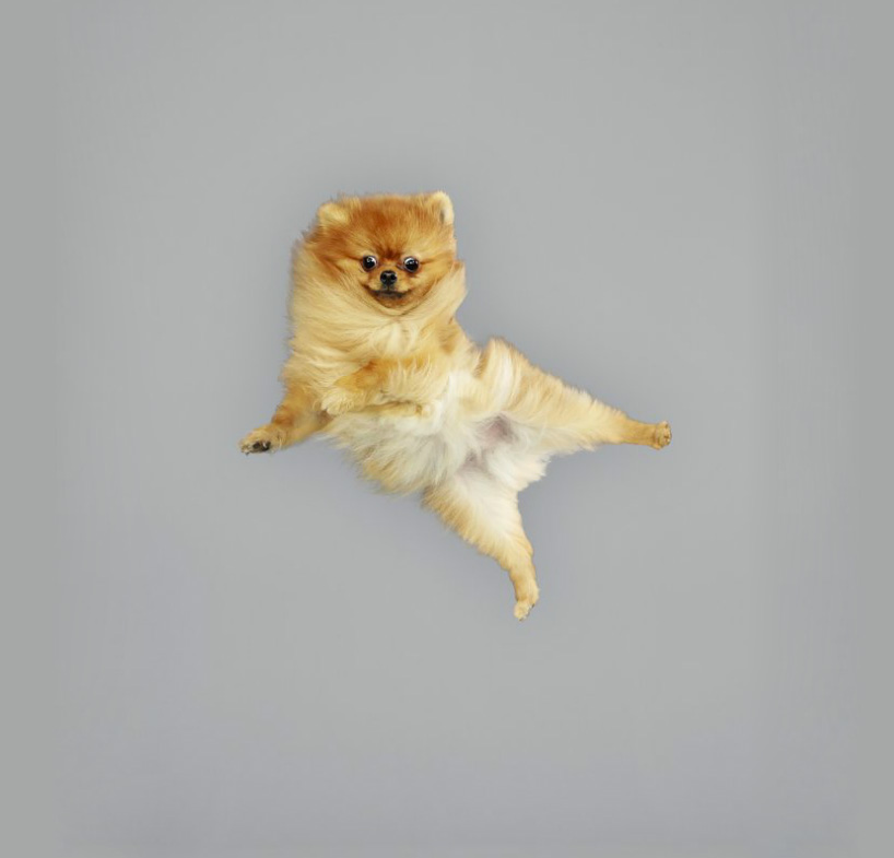 julia christe's freestyle series captures leaping dogs in mid-air