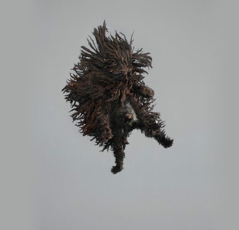 julia christe's freestyle series captures leaping dogs in mid-air