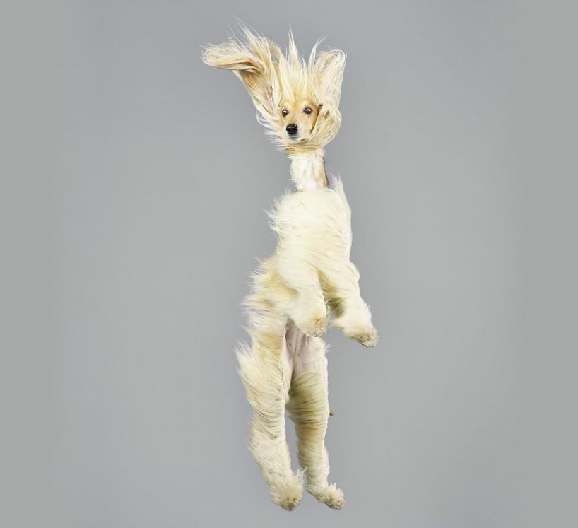 julia christe's freestyle series captures leaping dogs in mid-air