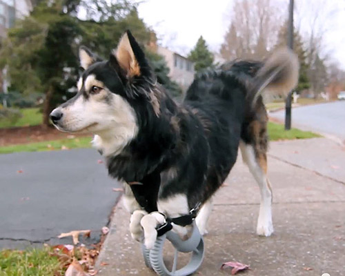 3D printed paws allow disabled rescue dog to run for the very first time