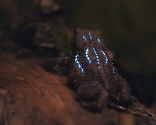 van schoor + mawad project light effects onto bioluminescent forest