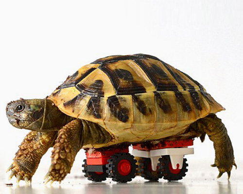 tortoise regains mobility with LEGO wheelchair
