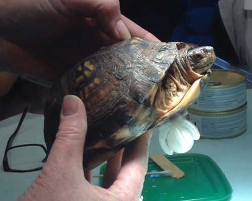 fifth graders 3D print prosthetic limb for stumpy the box turtle