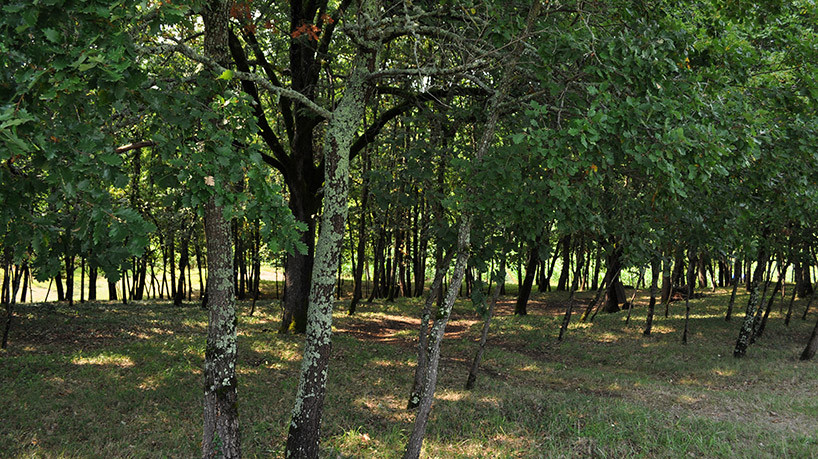 gilbert moity hanging forest belgian chocolate shop patrick roger designboom