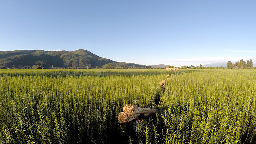 normal architecture studio wicker metamorphosis low cost workstation chile designboom