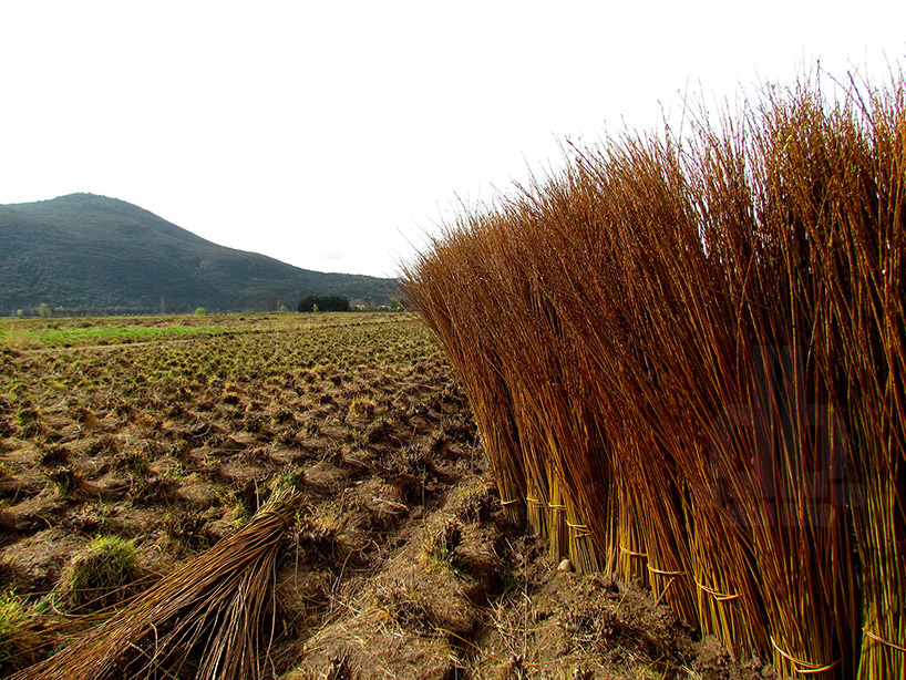 normal architecture studio wicker metamorphosis low cost workstation chile designboom
