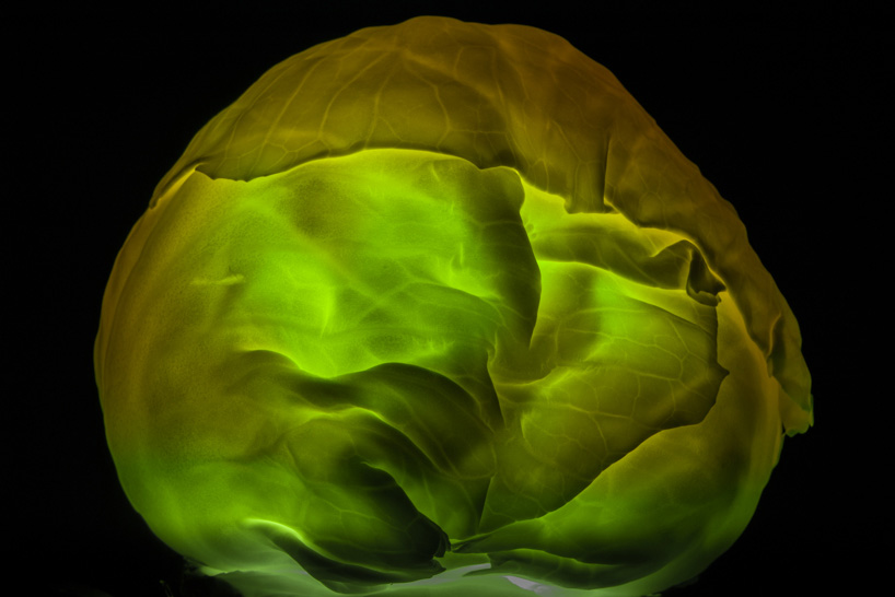 radu zaciu turns real fruits and vegetables into light bulbs