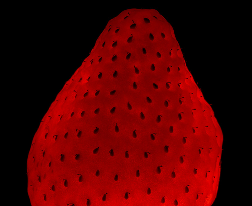 radu zaciu turns real fruits and vegetables into light bulbs