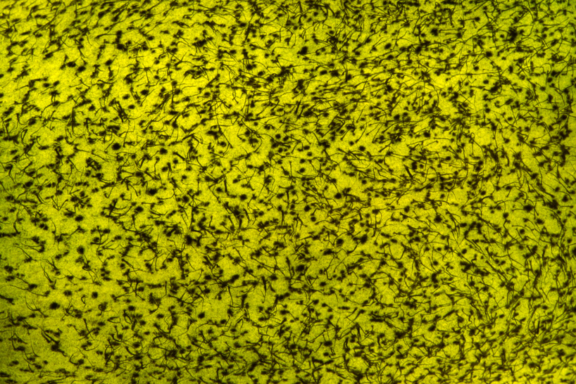 radu zaciu turns real fruits and vegetables into light bulbs