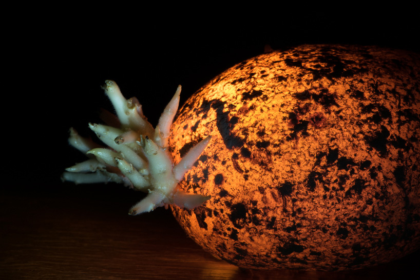 radu zaciu turns real fruits and vegetables into light bulbs