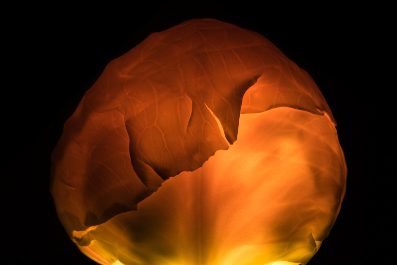 radu zaciu turns real fruits and vegetables into light bulbs