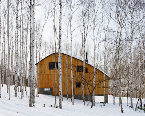 a forest of birch trees surrounds hiroshi horio's house in yobito