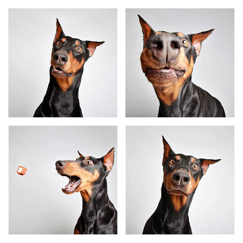 humane society of utah snapshots adoptable dogs in a photo booth
