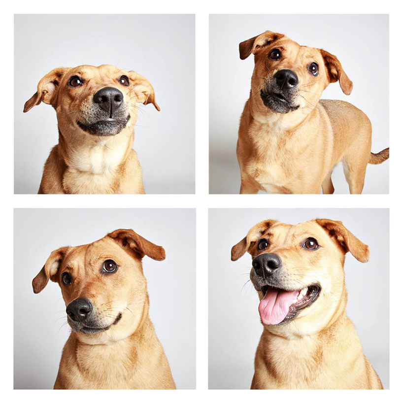 humane society of utah snapshots adoptable dogs in a photo booth