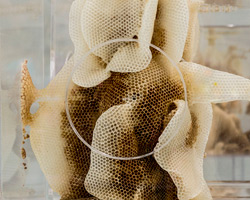 ren ri makes a buzz at pearl lam galleries with beeswax sculptures
