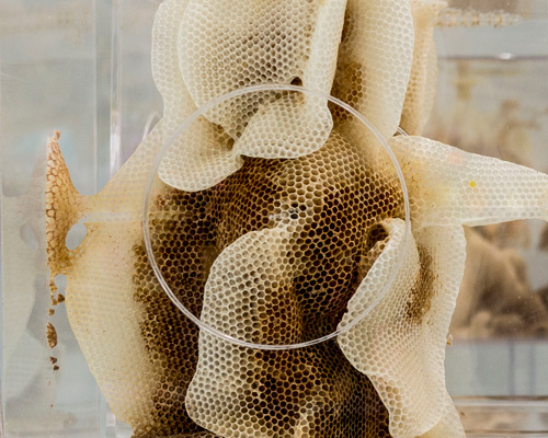 ren ri makes a buzz at pearl lam galleries with beeswax sculptures