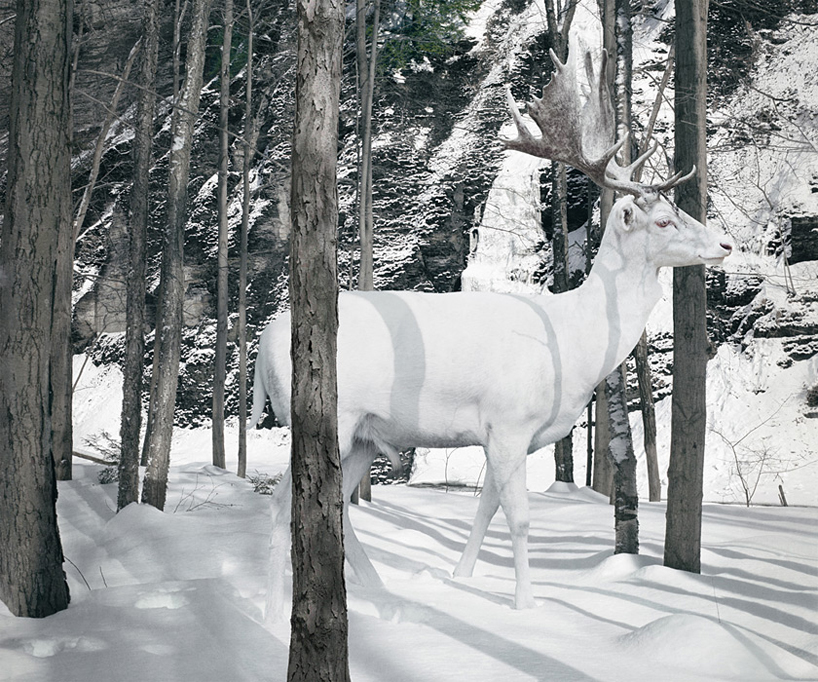 simen-johan-imaginary-animal-kingdom-designboom-107