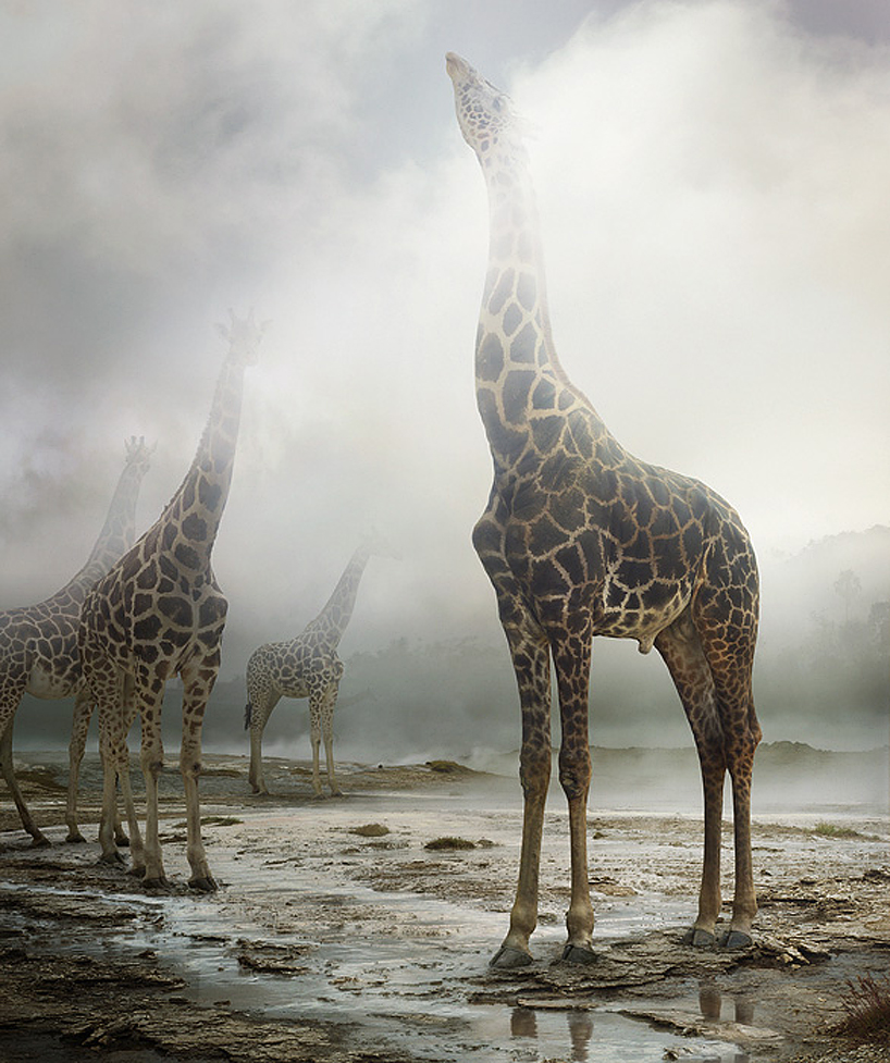 simen-johan-imaginary-animal-kingdom-designboom-111