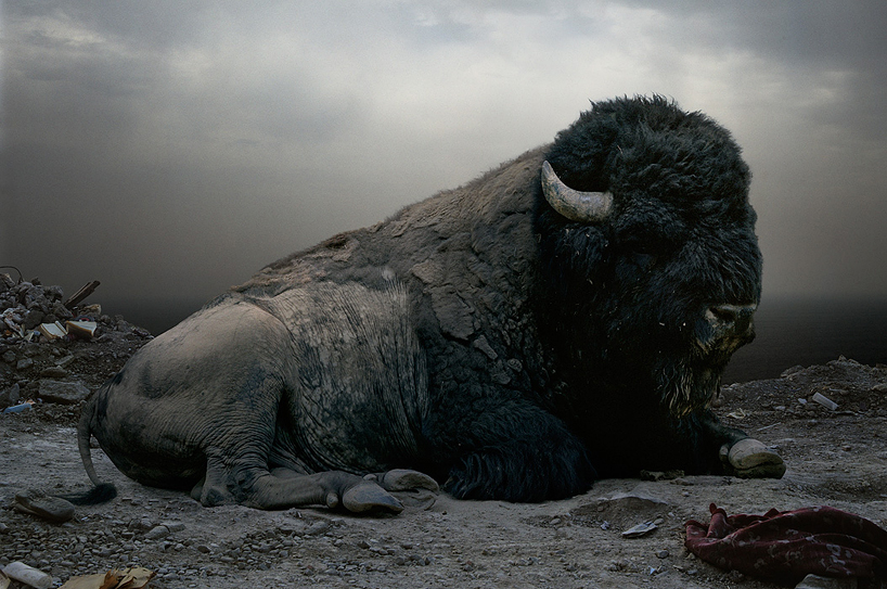 simen-johan-imaginary-animal-kingdom-designboom-113