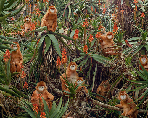 simen johan digitally constructs an imagined animal kingdom