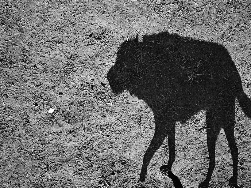 thomas roma's shadow portraits of dogs look like cave drawings