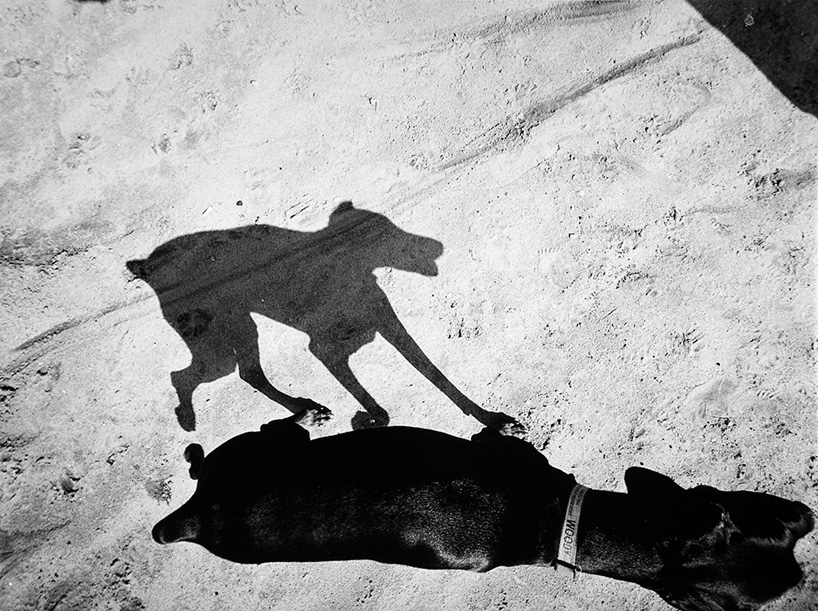 thomas roma's shadow portraits of dogs look like cave drawings