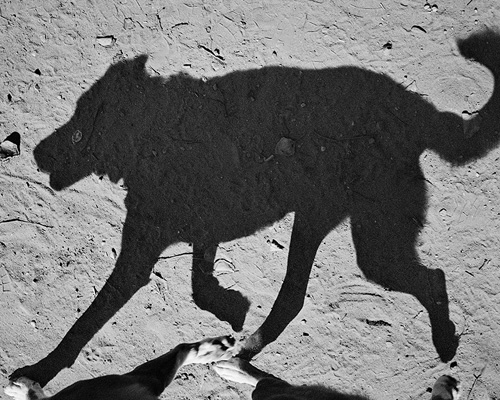 thomas roma's shadow portraits of dogs look like cave drawings