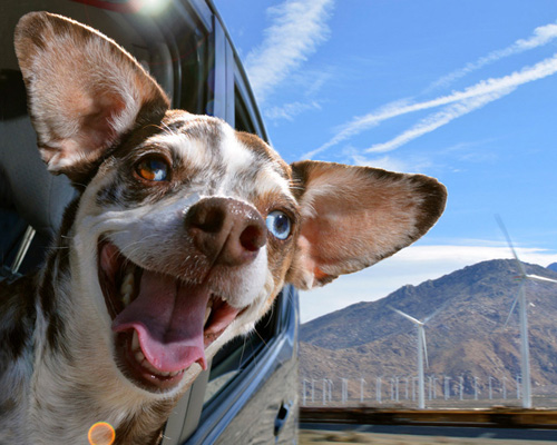 the unbounded delirium of dogs in cars captured by lara jo regan