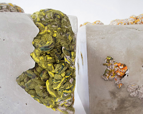 dana barnes references lichen life for endolith casts seating series