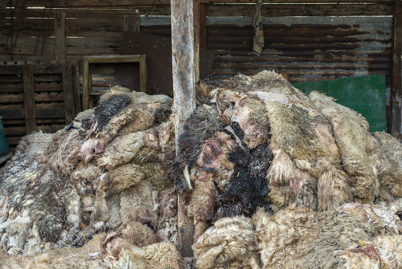 greek pavilion venice art biennale maria papadimitriou taxidermy shop