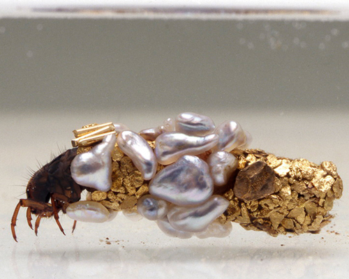 hubert duprat experiments with caddisfly larvae to form jeweled cocoons