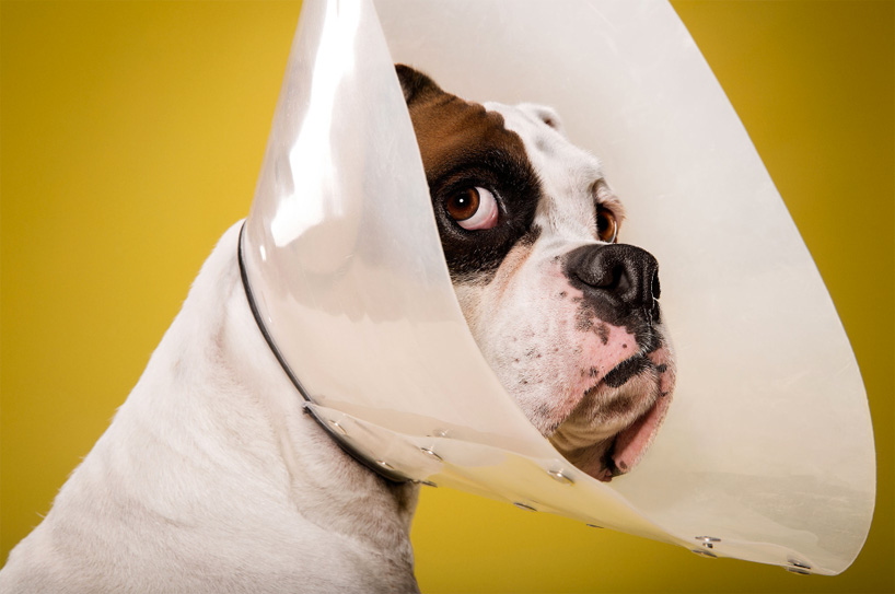 inside the plastic prison ty foster photographs dogs in cones