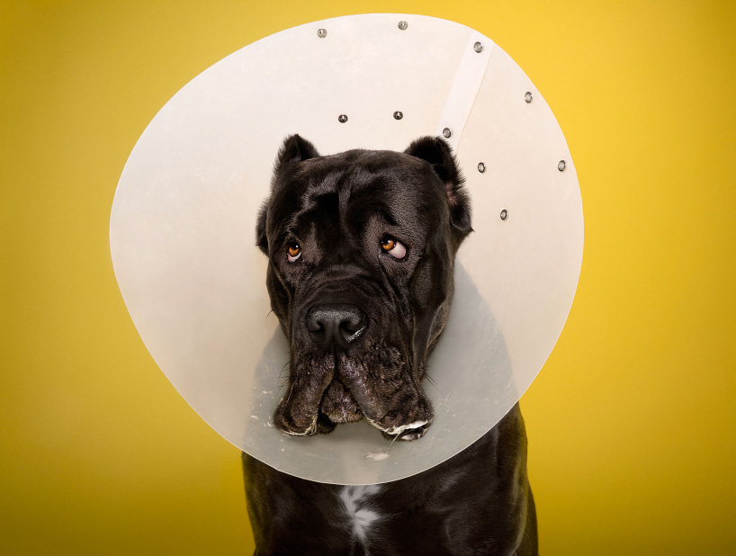 inside the plastic prison: ty foster photographs dogs in cones