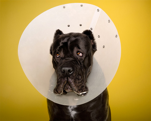 inside the plastic prison: ty foster photographs dogs in cones