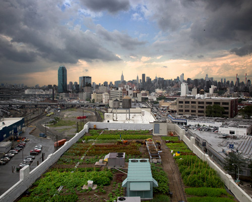 42,000 square feet urban farm created on new york rooftop