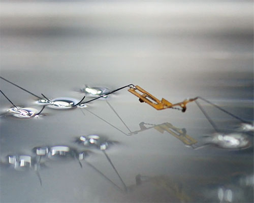 international researchers look to water insects to develop micro hydro robots