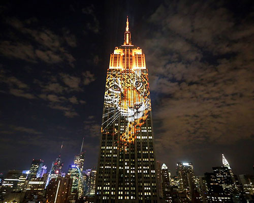 obscura digital projects endangered wildlife on the empire state building