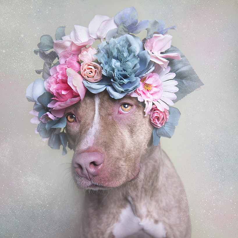 adoptable pit bulls show a softer side for sophie gamand's flower power series