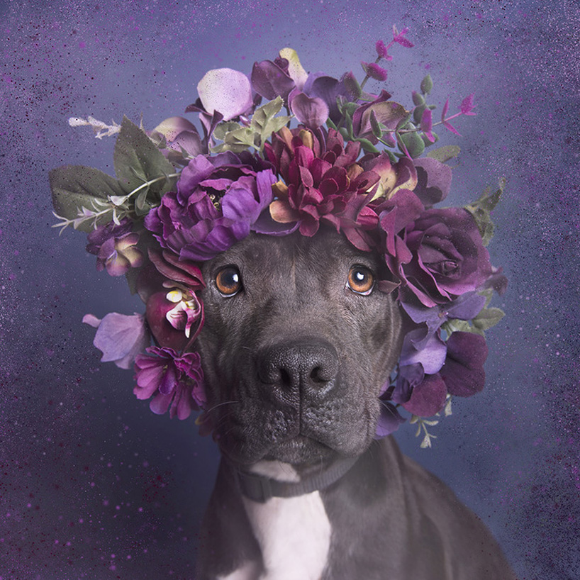 flower-power-pit-bulls-adoptable-dogs-sophie-gamand-designboom-16