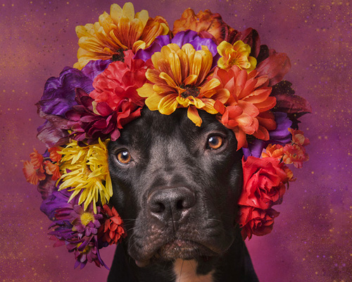 adoptable pit bulls show a softer side for sophie gamand's flower power series