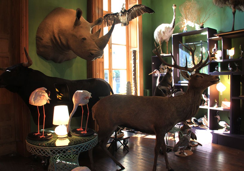 fontana arte sets lamp series within paris' deyrolle taxidermy store